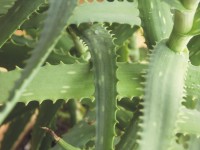 aloe vera